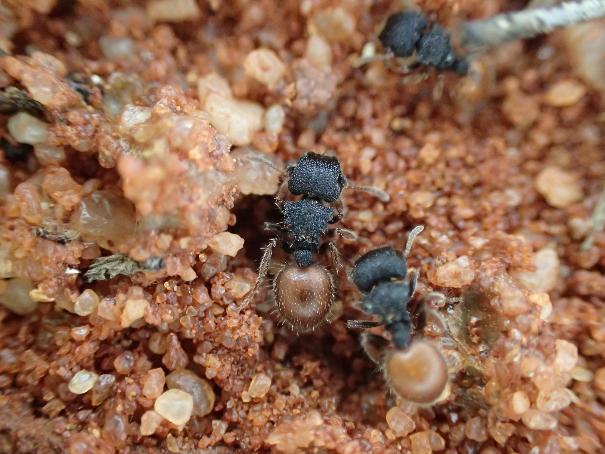 Meranoplus variabilis