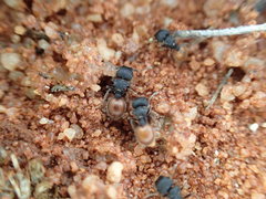 Meranoplus variabilis