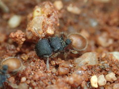 Meranoplus variabilis