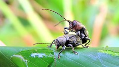 Brevicolaspis griseovillosa
