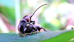 Brevicolaspis griseovillosa