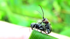 Brevicolaspis griseovillosa