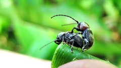 Brevicolaspis griseovillosa