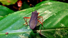 Leptoscelis elongator