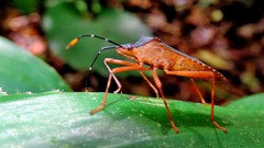 Leptoscelis elongator