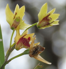 Dendrobium fellowsii