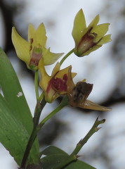 Dendrobium fellowsii