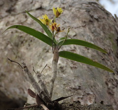 Dendrobium fellowsii
