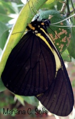 Pereute charops charops