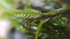 Fontinalis neomexicana