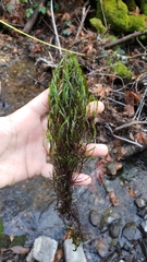 Fontinalis neomexicana