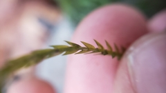 Fontinalis neomexicana