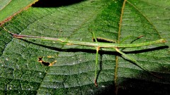 Ceroys perfoliatus