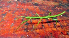Ceroys perfoliatus