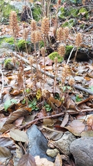 Prunella vulgaris vulgaris