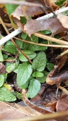 Prunella vulgaris vulgaris