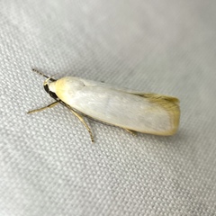 Xylorycta argentella