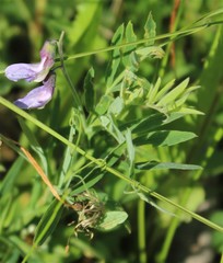 Lathyrus palustris pilosus