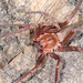 Rocky Canyon Spiders - Photo (c) Marshal Hedin, some rights reserved (CC BY-NC-SA), uploaded by Marshal Hedin