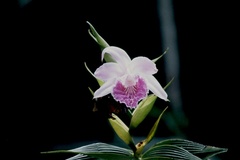 Sobralia rosea