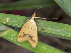 Atheropla crocea