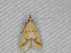 Atheropla crocea
