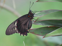 Battus polydamas