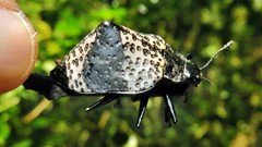 Cypherotylus tigrinus