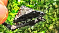 Cypherotylus tigrinus