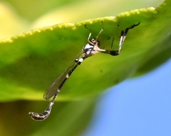 Leptopteromyia americana