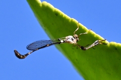 Leptopteromyia americana