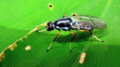Raphiocera