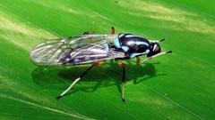 Raphiocera