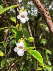 Codonanthe
