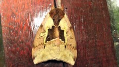 Dirphiopsis multicolor