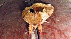 Dirphiopsis multicolor