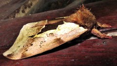 Dirphiopsis multicolor