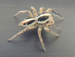 Plexippus paykulli