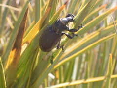 Lyperobius huttoni