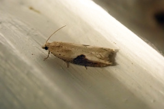 Pseudexentera costomaculana