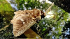 Podalia intermaculata