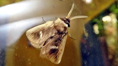 Podalia intermaculata