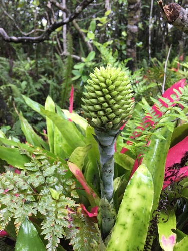Aechmea pectinata (Aechmea pectinata)