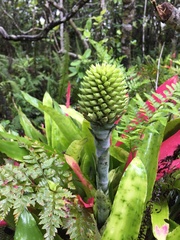 Aechmea pectinata