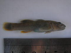 Rhinogobius