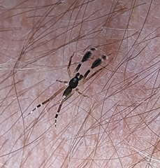 Cycloctenidae