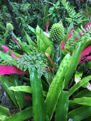 Aechmea pectinata