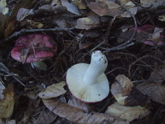 Russula murrillii
