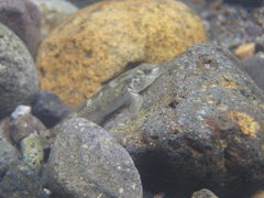 Rhinogobius
