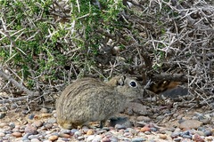 Microcavia australis